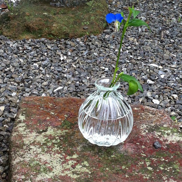 モールド花瓶につゆくさを挿して。ノーマルなのにフィルターがかかっているような梅雨の朝。